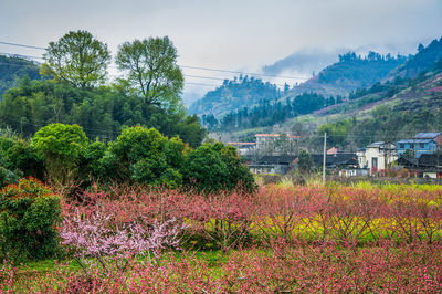 Plants growing on field against sky