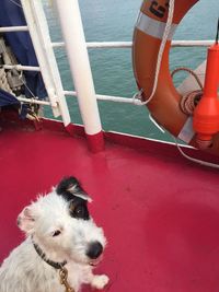 High angle view of dog on boat against sea