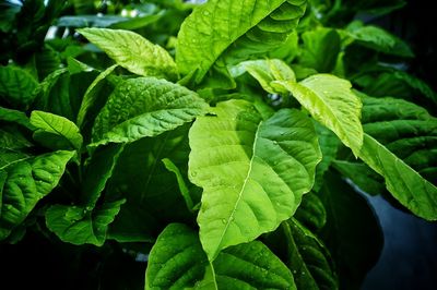 Close-up of fresh green plant