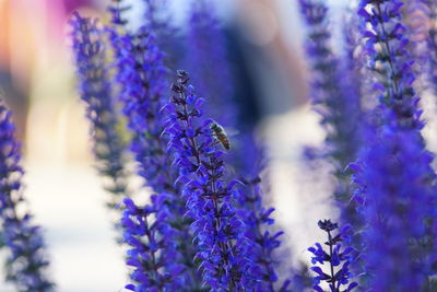 Close-up of lavender blooming outdoors