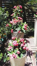 High angle view of potted plants in yard