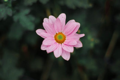 Close-up of pink flower