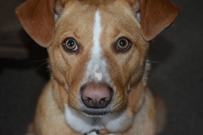 Close-up portrait of dog