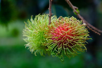 Close-up of red flowering plant