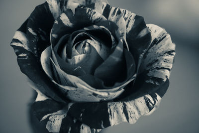 Close-up of rose against white background