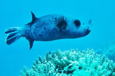 Fish swimming in sea