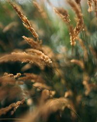 Close-up of stalks in field