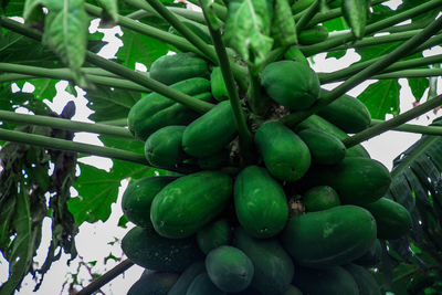 Low angle view of fruits growing on tree