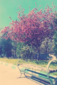 Pink cherry blossom tree in park