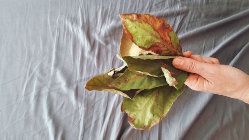 High angle view of hand holding leaf on bed