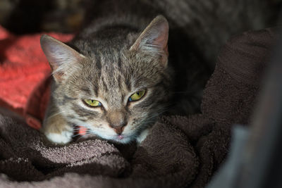 Close-up portrait of tabby cat