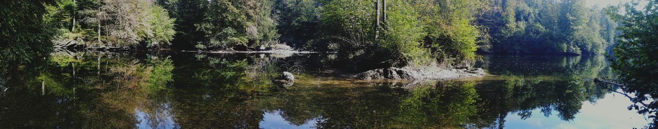 Reflection of trees in calm lake