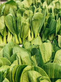 Full frame shot of green leaves