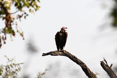 Low angle view of bird perching on tree