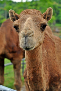 Close-up portrait of a horse