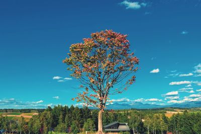 Scenic view of flowering tree against blue sky