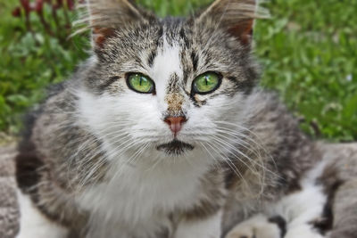 Close-up portrait of cat