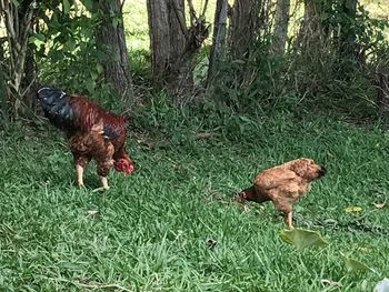 Rooster on field