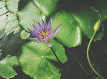 Close-up of lotus water lily in pond