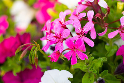 Close-up of pink flowering plants