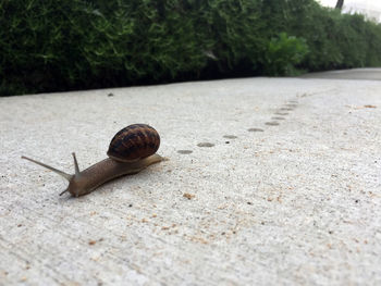 Close-up of snail