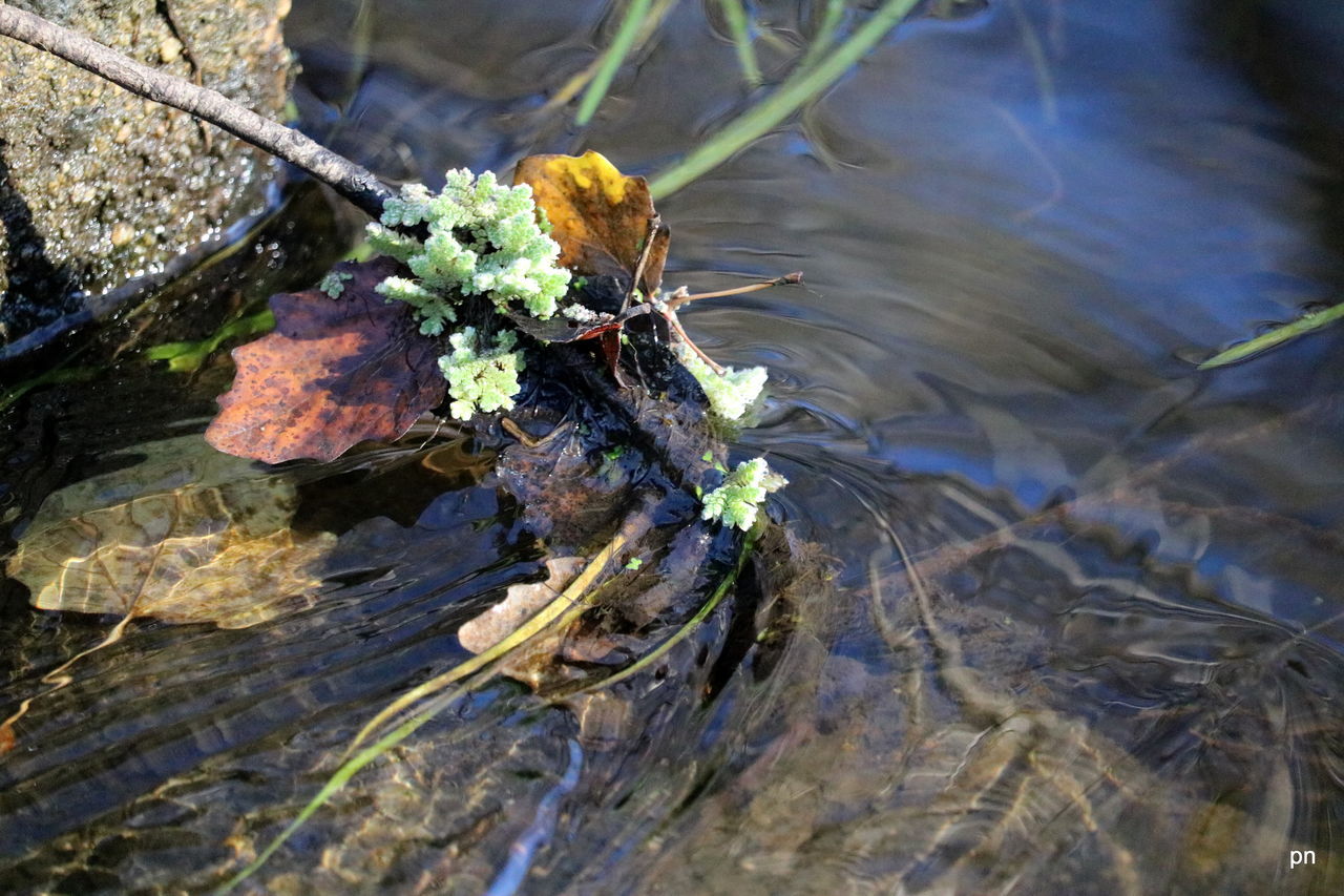 CLOSE-UP OF PLANTS