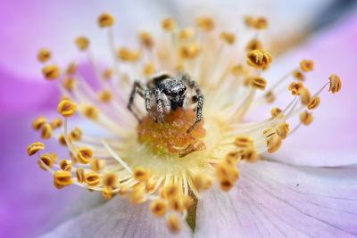 Close-up of bee pollinating on flower