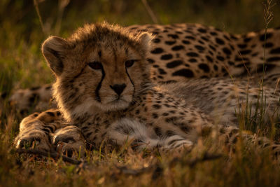 Cheetah cub in forest