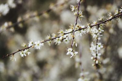 Close-up of cherry blossoms in spring