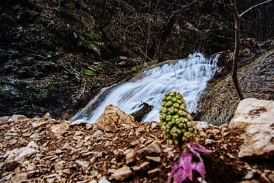 Scenic view of waterfall in forest