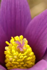 Close-up of purple crocus flower