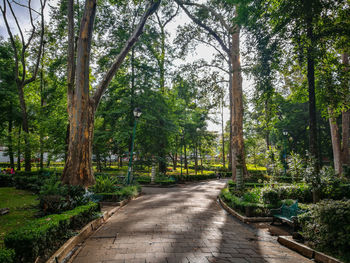 Empty road amidst trees in forest