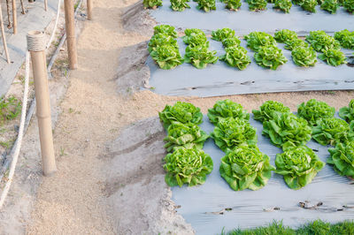 High angle view of vegetables on field