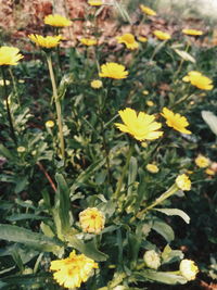 Close-up of yellow flowers blooming in field