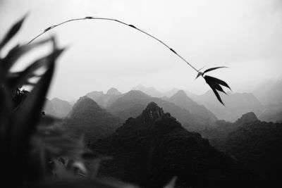 Close-up of silhouette plant against mountain range