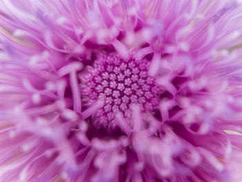 Macro shot of pink flower