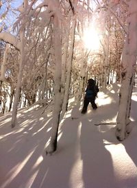 Sun shining through trees on snow covered landscape