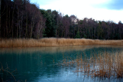 Scenic view of lake by trees against sky