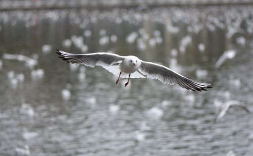 Close-up of bird flying over lake