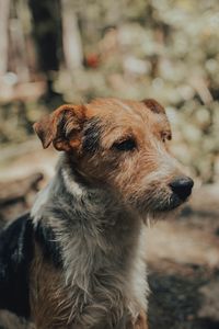 Close-up of a dog looking away
