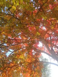 Low angle view of maple tree