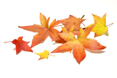 maple leaf