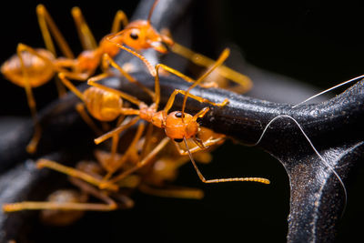 Close-up of insect