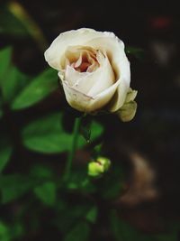 Close-up of rose bud