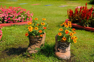 Close-up of flowers blooming in field