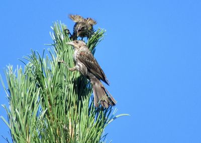 Low angle view of bird perching on plant against blue sky