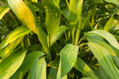 Close-up of wet plant leaves