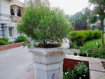 Plants and trees in city