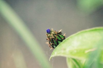 Close-up of insect on leaf