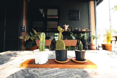 Potted plants on table